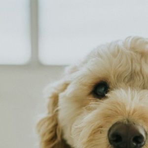 Meet your Posher, Levi